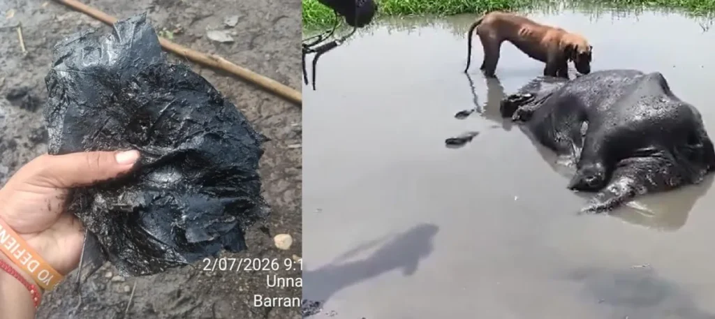 Impresionantes videos de búfalos muertos en importantes ciénagas de Barrancabermeja: ¿qué está pasando con la contaminación y los hidrocarburos?